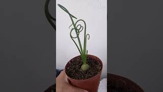 Albuca spiralis [upl. by Reld668]