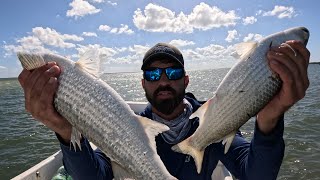 I Found Golden and Silver Roe Catch Cook Clean Mullet Rocky Waters Save 1000s of Dollars [upl. by Iturk]