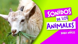 SONIDOS DE ANIMALES 😻🙉🐰 PARA NIÑOS DE 1 A 3 AÑOS [upl. by Macri942]