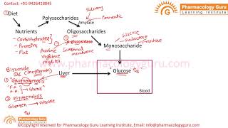 Drugs used in type 2 diabetes mellitus [upl. by Bradan66]