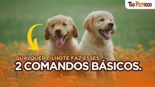 COMO ADESTRAR MEU CACHORRO 2 TRUQUES BASICOS QUE ATÉ FILHOTE FAZ [upl. by Scheers]