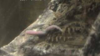 「ワニガメ（Alligator snapping turtle）」学名：Macroclemys temminckii [upl. by Mieka]