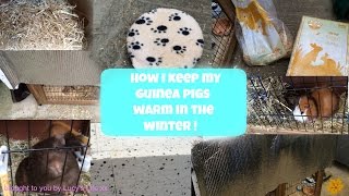 HOW I KEEP MY GUINEA PIGS WARM IN THE WINTER [upl. by Jecon]