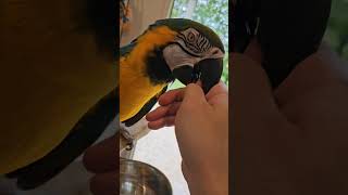 Beak molting macaw shorts [upl. by Theone138]