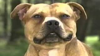 Staffordshire Bull Terrier part2 [upl. by Glimp]