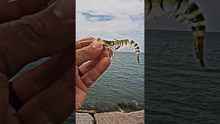 THIS is the BEST Saltwater lure of ALL TIME  Vudu Shrimp Packery Channel Jetty shorts fishing [upl. by Ocirema]