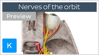 Overview of the nerves of the orbit preview  Human Anatomy  Kenhub [upl. by Ardnaek]