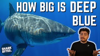 Is Deep Blue Really The BIGGEST Great White Shark [upl. by Silevi]