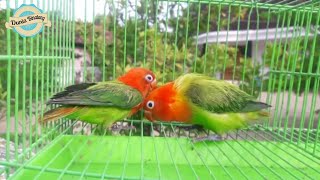 Opaline Fischeri Vs Josan  perbedaan Lovebird Biola dan Josan duniabinatang [upl. by Mcmahon928]