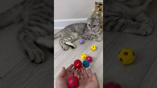 Cat Milas wand 🌈✅ cat 588 episode shorts reversevideo cat [upl. by Carmelita686]