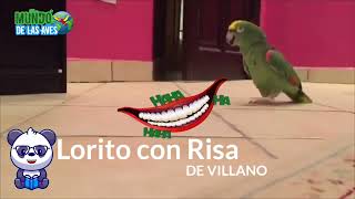 Loro se Ríe como Villano El Joker de Batman 🦇🤡  Loro hablando 🦜 [upl. by Ecirtaed420]