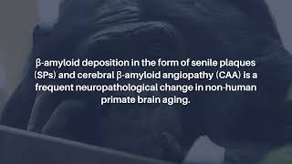 Brain Aging and Alzheimer’s Insights from NonHuman Primates  AgingUS [upl. by Zaid250]