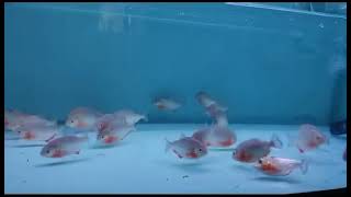 A group of piranhas eating loaches [upl. by Lambart]