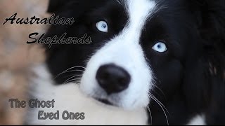 Australian Shepherds  The Ghost Eyed Ones [upl. by Etnahs]