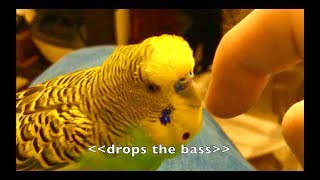 Talking Parakeet Budgie Talks Nonstop Captioned [upl. by Osy899]