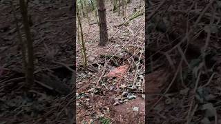 ferreting hunting rabbiting lurcher huntinguk fieldsports workingdog [upl. by Cychosz875]