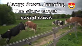 Happy Saved Cows Jumping for joy [upl. by Demakis615]