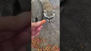 Feeding Raccoons Hot dogs raccoon wildanimals hotdogs [upl. by Bridget]