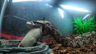 Fastest Striking Snake in Existence Hybrid Gaboon Viper Strike Live Feeding [upl. by Melvyn965]