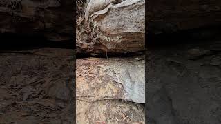 Rocks and fungi ozone falls [upl. by Ainniz399]