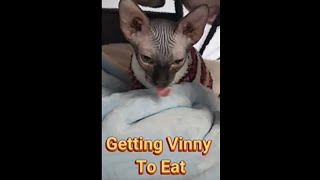 Getting Vinny To Eat [upl. by Gilles]