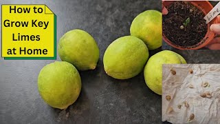 How to Grow Key Limes at Home [upl. by Salkin657]