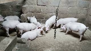 Our first litter of piglets at 25 months [upl. by Attalanta]