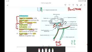 Portal venous system [upl. by Anelav806]