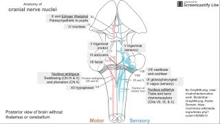 Anatomy of Cranial Nerve Nuclei [upl. by Marley316]