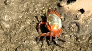 Female fiddler crab scraping the mud with its small claw [upl. by Gretna]