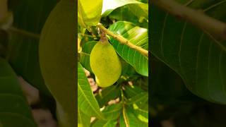 Fresh Baramasi Mangoes In My gardennature youtube shorts [upl. by Annil]