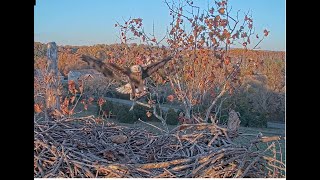 Scout caught a big fishThe NCTC Eagle Nest 秃鹰 2024 10 27 [upl. by Drawyeh]