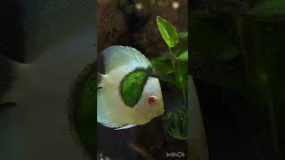 Discus fish ディスカス 七彩神仙魚 ikan diskus pez disco peixe disco pesci disco discusvissen dyskowce [upl. by Nebeur]