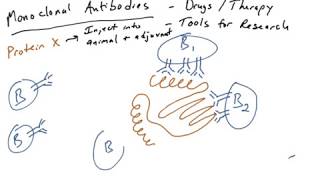 Monoclonal antibodies part 1 [upl. by Oiramrej]