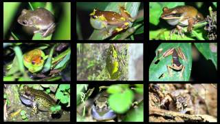 An Array of Frogs Calling in the Peruvian Amazon [upl. by Picco405]