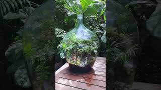 Terrarium in a Demijohn [upl. by Ainex]