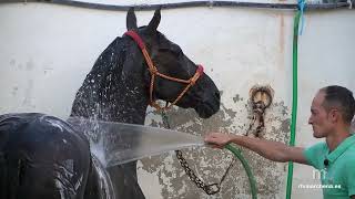 Preparación del caballo con Josué Lebrón en quotGanas de Feriaquot [upl. by Leamhsi]