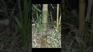 Phyllostachys edulis pachyloen Phyllostachys heterocycla pachyloen 厚皮毛竹 thick walled moso bamboo [upl. by Pressey478]