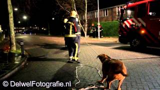 25112012 Hond schiet brandweer Harderwijk te hulp bij stormschade [upl. by Sukey]