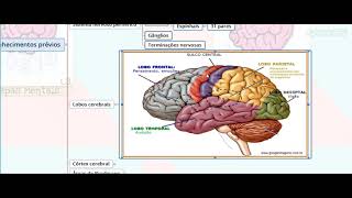 Vias Aferentes e Eferentes do Sistema Nervoso  Parte 01  NeuroLogia em Mapas Mentais [upl. by Dupin]