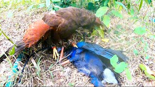 Training Harris hawk to catch swamphen បង្ហាត់ហារីចាប់ទោម R Rain [upl. by Vasya982]