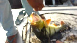 7 pound peacock bass caught on guri lake venezuela MIA Fishing [upl. by Husein]