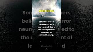How Mirror Neurons Shape Empathy and Connection [upl. by Norga]