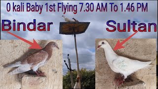 1st Flying 0 Kali Baby Pigeon Part2 ।। sk pigeon up [upl. by Jemmy]