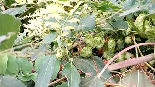 Humulus lupulus the common hop or hops is a species of flowering plant in the family Cannabaceae [upl. by Gereron]