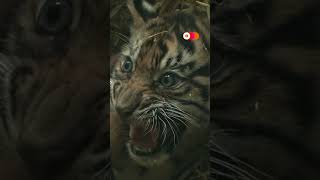 Sumatran tiger cubs scowl during their debut at the Frankfurt Zoo news reuters newsfeed [upl. by Llirred333]