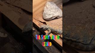 Reptiles at Redfoot Dreams lizard tortoise gecko snake skink tegu uromastyx reptiles [upl. by Vashtia989]