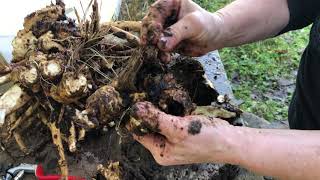 Breaking Elecampane Inula helenium root down Part 3 [upl. by Einitsed]