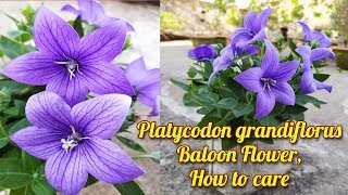 Platycodon grandiflorus  Baloon Flower Growing amp Care [upl. by Haskell]