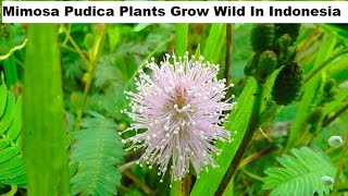 Mimosa Pudica Plants Grow Wild In Indonesia  Plants Lover [upl. by Halliday]